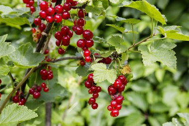 Red currant.This is a small berry shrub of the Gooseberry family. Red currant berries contain a lot of antioxidants, a lot of iron, which is so necessary for blood vessels, and potassium, which has a beneficial effect on the hear