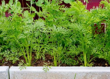 Carrots grow in the garden.This is a healthy, low-calorie vegetable that contains a large amount of vitamins and minerals.