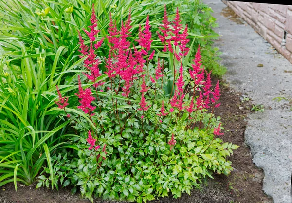 Red Astilba Plant Can Planted Garden Flower Bed Very Often — ストック写真