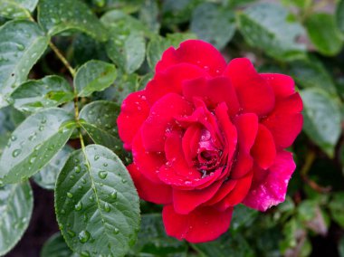 Kırmızı Gül. Bu güllerin kraliçesi, güllerin en popüleri..