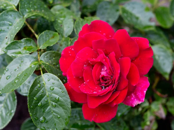 Rosa Roja Esta Reina Las Rosas Más Popular Todas Las — Foto de Stock