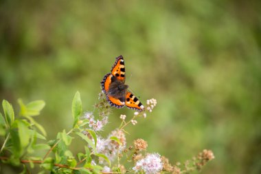Aglais urticae day butterfly on Marigold flowers (Tagetes).This is one of the brightest and most colorful representatives of day butterflies. Nettle is one of the food plants of the caterpillars of this species.