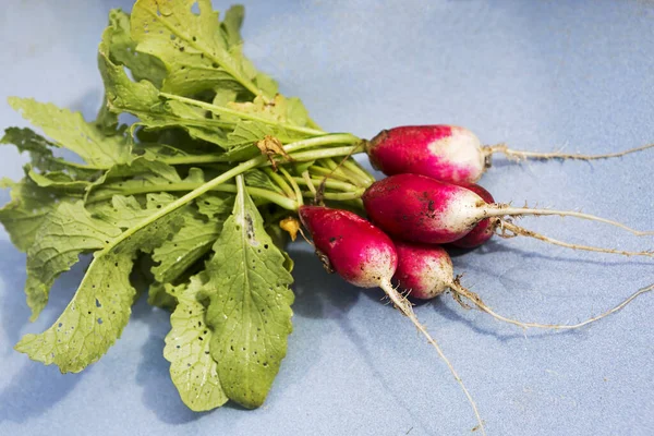 Montón Rábanos Rábano Rojo Cultivo Vegetal Común Que Caracteriza Por — Foto de Stock