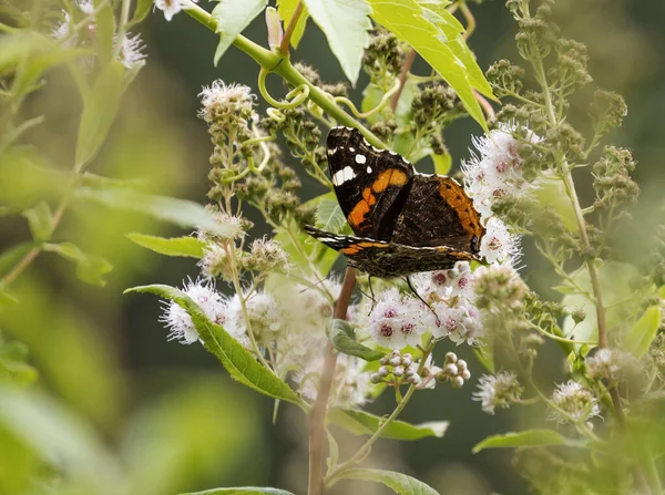 Roter Admiral Schmetterling Vanessa Atalanta Dieser Schmetterling Der Für Seinen — Stockfoto