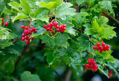 Viburnum çilekleri. Bir bahçedeki viburnum sadece güzel değil, aynı zamanda yararlı, bal taşıyan, tıbbi ve yenilebilir bir bitkidir..