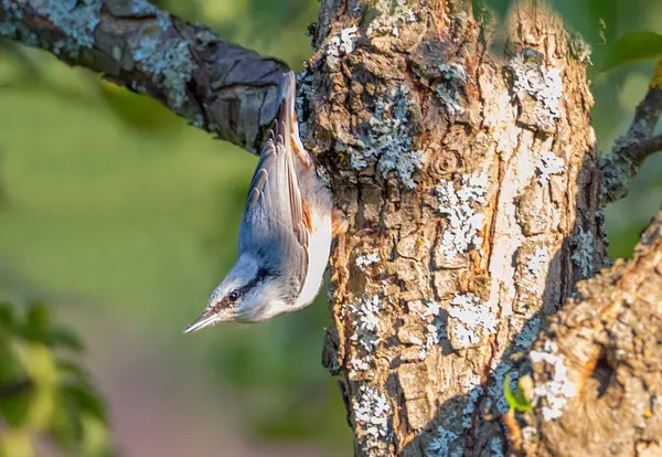 Sitta Europaea Sitta Europaea Cet Oiseau Peut Déplacer Sur Tronc — Photo