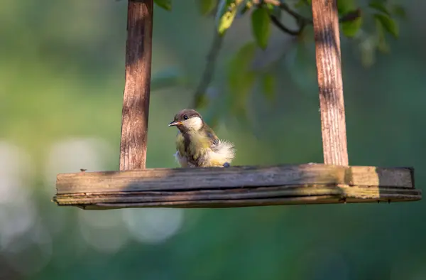 Tit Bird Latin Parus Major Dorsal Side Yellowish Green Ventral — Stockfoto