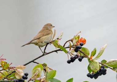 Sylvia borin, Garden Warbler ( Lat. - Merhaba. Bir ötücü kuş. Tüyleri gri-kahverengi, monoton, yeşilimsi bir rengi var. Göğüs, karın ve kuyruk beyazdır. Vücut uzunluğu 13-14. 5 cm, ağırlığı 16-22 g.