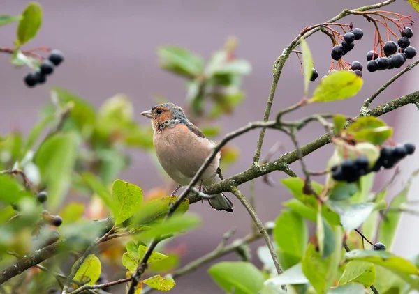 Chaffinch Oiseau Chanteur Famille Des Pinsons Taille Est Couleur Plumage — Photo