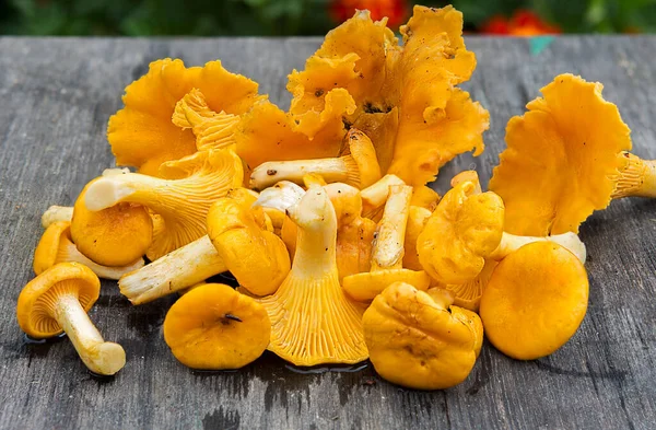 Champiñones Comestibles Del Bosque Tiene Color Amarillo Claro Naranja Sus — Foto de Stock