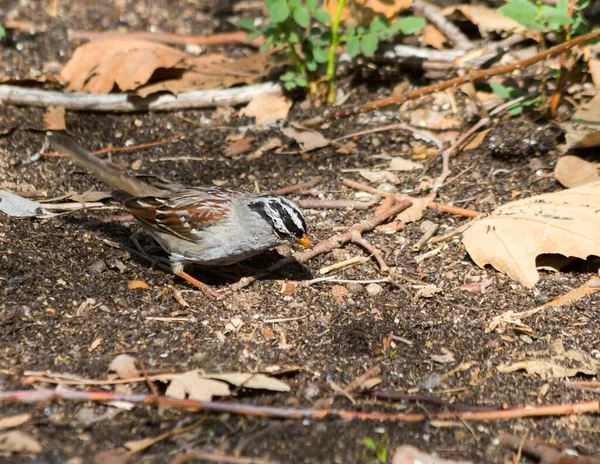 White Crowned Sparrow Male Has Light Gray Head Black Stripe — Stock Photo, Image