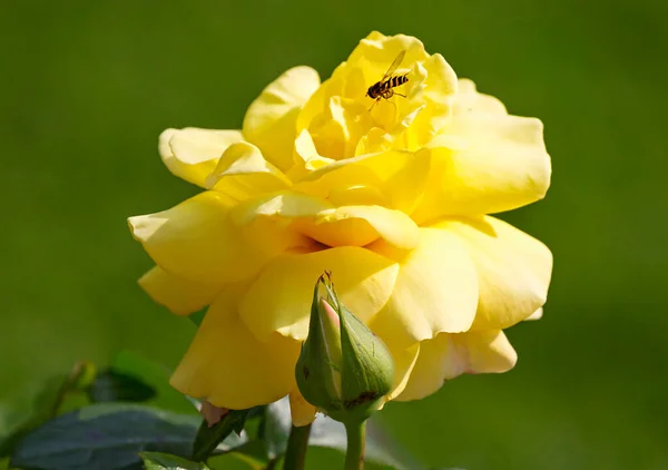 Rosa Amarilla Una Rosa Amarilla Primer Lugar Significa Alegría Por — Foto de Stock
