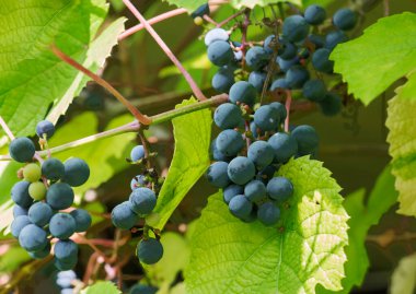 Amur grapes. (Latin: Vitaceae amurensis). This is a technical grape. He may have an ugly brush, medium-sized berries. But such a plant is frost-resistant, unpretentious, almost does not require maintenance.  clipart