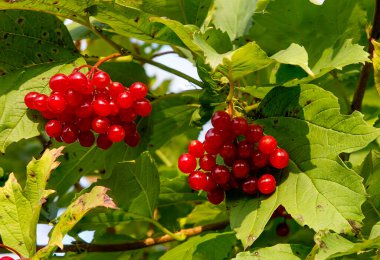 Viburnum çilekleri. Bir bahçedeki viburnum sadece güzel değil, aynı zamanda yararlı, bal taşıyan, tıbbi ve yenilebilir bir bitkidir..