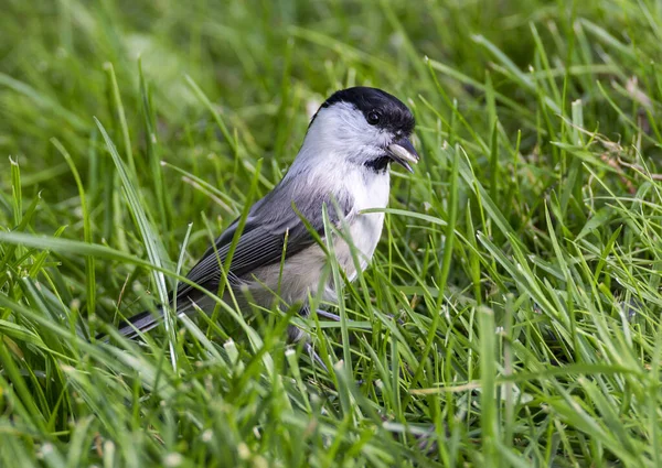 Willow Tit Lat Poecile Montanus Small Birds Fluffy Plumage Brownish — Photo