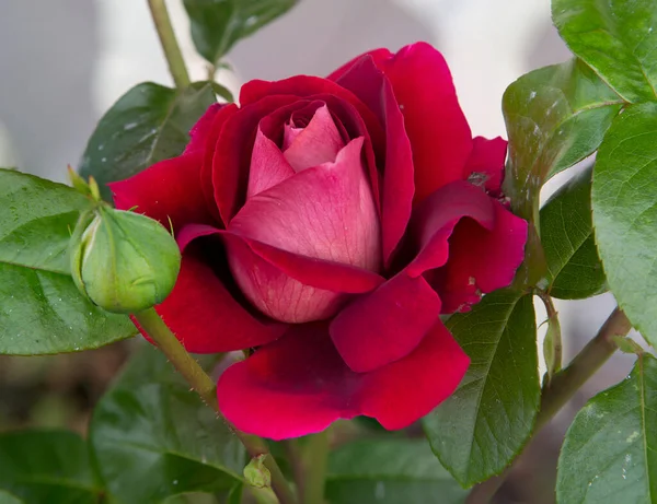 Una Rosa Roja Las Rosas Rojas Jardín Inmediatamente Tienen Color — Foto de Stock
