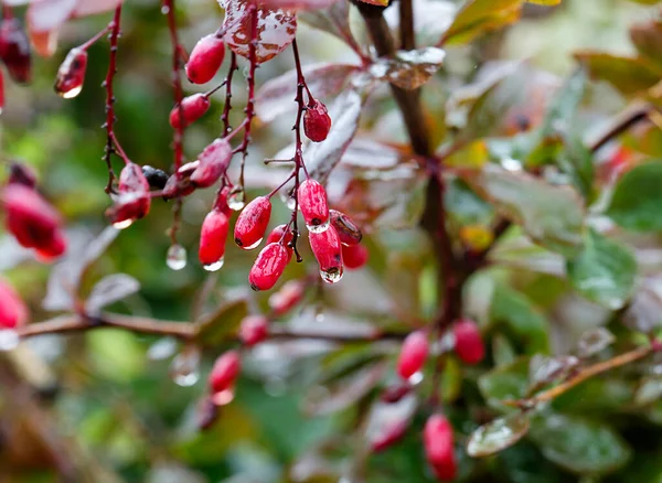 Bagas Baga Gotas Chuva Barberry Altamente Valorizado Arte Pela Sua — Fotografia de Stock