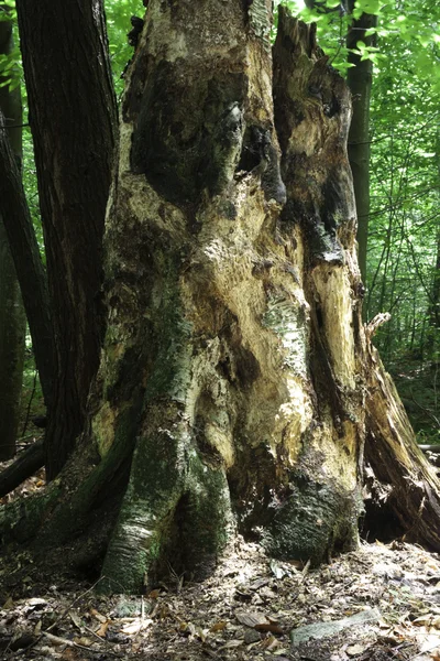 Enorme viejo árbol muerto — Foto de Stock