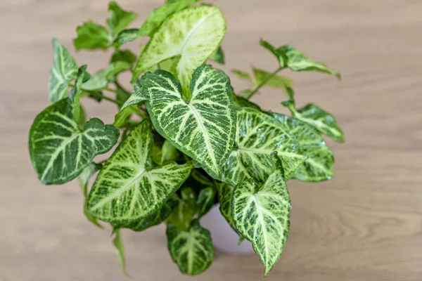 Syngonium Podophyllum Gebruikelijke Namen Pijlpunt Plant Pijlpunt Wijnstok Pijlpunt Filodendron — Stockfoto