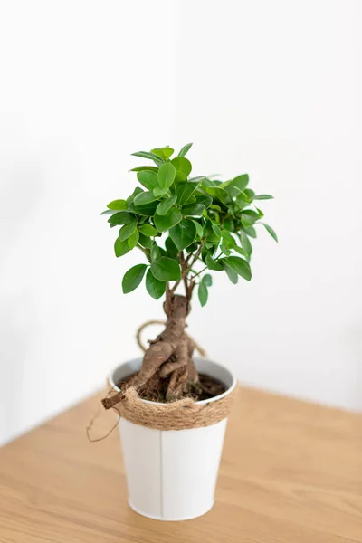 Planta Interior Ficus Microcarpa Ginseng Maceta Blanca Fotos de stock libres de derechos