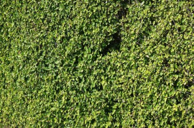 Yeşil bitkiler duvar