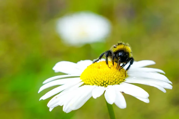 big bumble bee sucks flower nectar from daisies