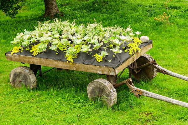 Carruagem Cavalo Madeira Estilizada Preenchida Com Plantas Como Elemento Decoração — Fotografia de Stock