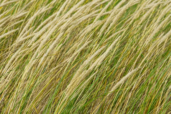 Latar belakang dengan rumput marram eropa atau rumput pantai — Stok Foto