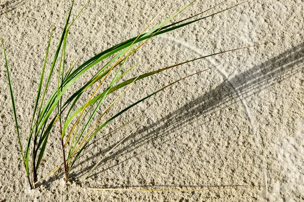 Een tekening van lindegras stengels en wind in het zand aan zee — Stockfoto