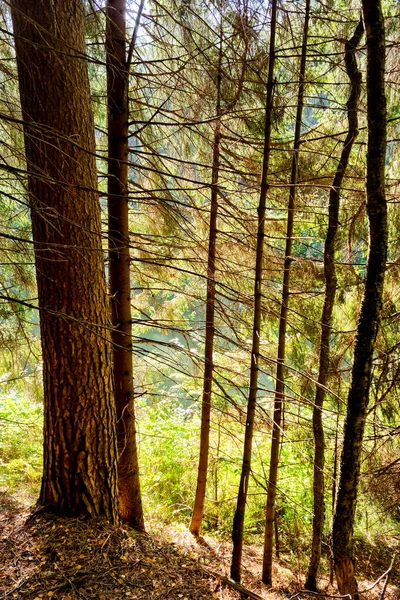 Hermoso Bosque Árboles Mixtos Primavera Con Sol Brillante Brillando Través — Foto de Stock