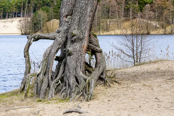 Uma Árvore Velha Com Raizes Acima Terra Costa Lago — Fotografia de Stock