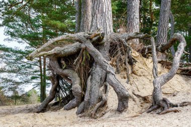Yerin üstünde kökleri olan yaşlı bir ağaç Bir gölün kıyısında