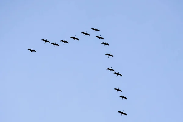 Regular Row Black Silhouettes Migrating Common Cranes Background Blue Sky — Photo