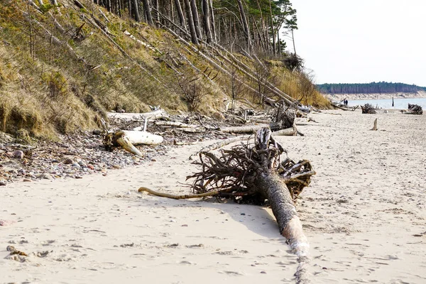 Widok Wybrzeże Morza Bałtyckiego Wiatrem Wodą Ścinane Pnie Drzew — Zdjęcie stockowe