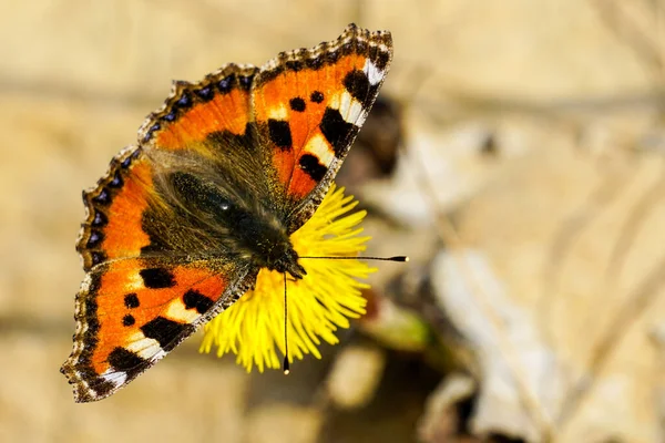 Borboleta Europeia Pequena Tartaruga Suga Néctar Flor Coltsfoot Amarelo Brilhante — Fotografia de Stock