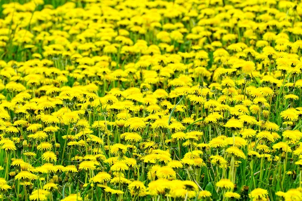 Barevný Pohled Louku Mnoha Kvetoucími Žlutými Pampeliškami Slunečného Dne — Stock fotografie