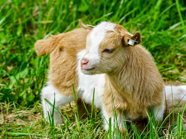 Lieblich Lächelnd Getupftes Junges Ziegenkind Das Grünen Gras Steht — Stockfoto