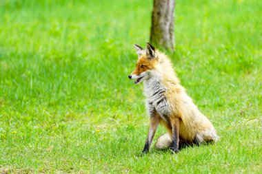 Yeşil bir çayırda oturan ağzı açık genç bir kahverengi tilki.