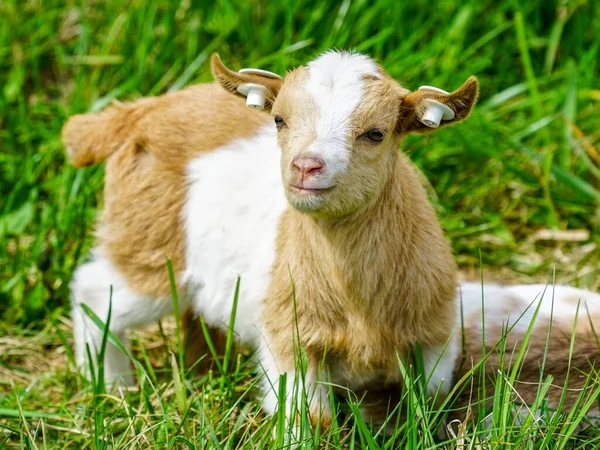 Lieblich Lächelnd Getupftes Junges Ziegenkind Das Grünen Gras Steht — Stockfoto