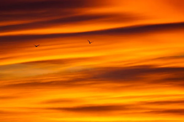 two flying birds on a colorful fiery orange sky in the background