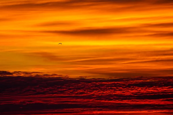Летающая Птица Ярком Огненном Оранжевом Небе Заднем Плане — стоковое фото