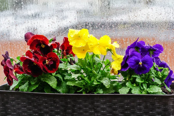 closeup of colorful pansy flowers covered with raindrops on a blurred background