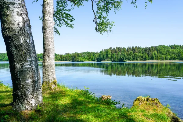 Piękny Krajobraz Brzegu Jeziora Dwoma Brzozami Lewej Stronie Obrazu — Zdjęcie stockowe