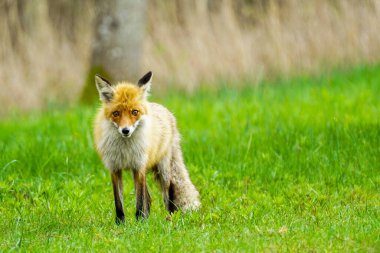Genç bir kahverengi tilki yeşil çimlerin üzerinde duruyor ve avını arıyor.