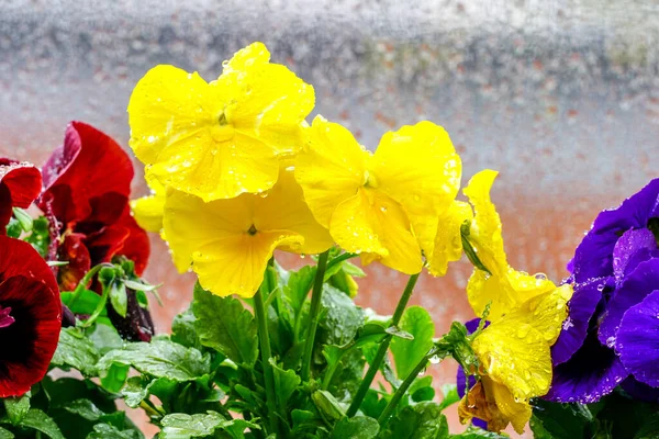 Primer Plano Coloridas Flores Llenas Gotas Lluvia Sobre Fondo Borroso —  Fotos de Stock