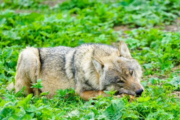 Lobo Gris Europeo Come Carne Entorno Natural Bosque Verde —  Fotos de Stock