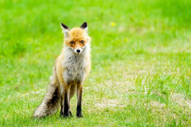 Genç bir kahverengi tilki yeşil çimlerin üzerinde duruyor ve avını arıyor.