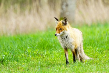 Genç bir kahverengi tilki yeşil çimlerin üzerinde duruyor ve avını arıyor.