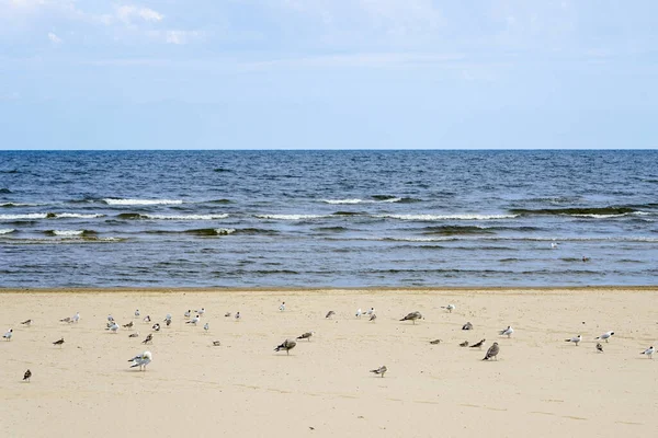水平分割で3つの等しい部分に海 水と多くの鳥と砂浜 — ストック写真