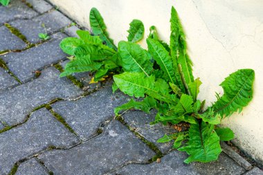 Evle kaldırım taşları arasında yabani otlar büyüdü.